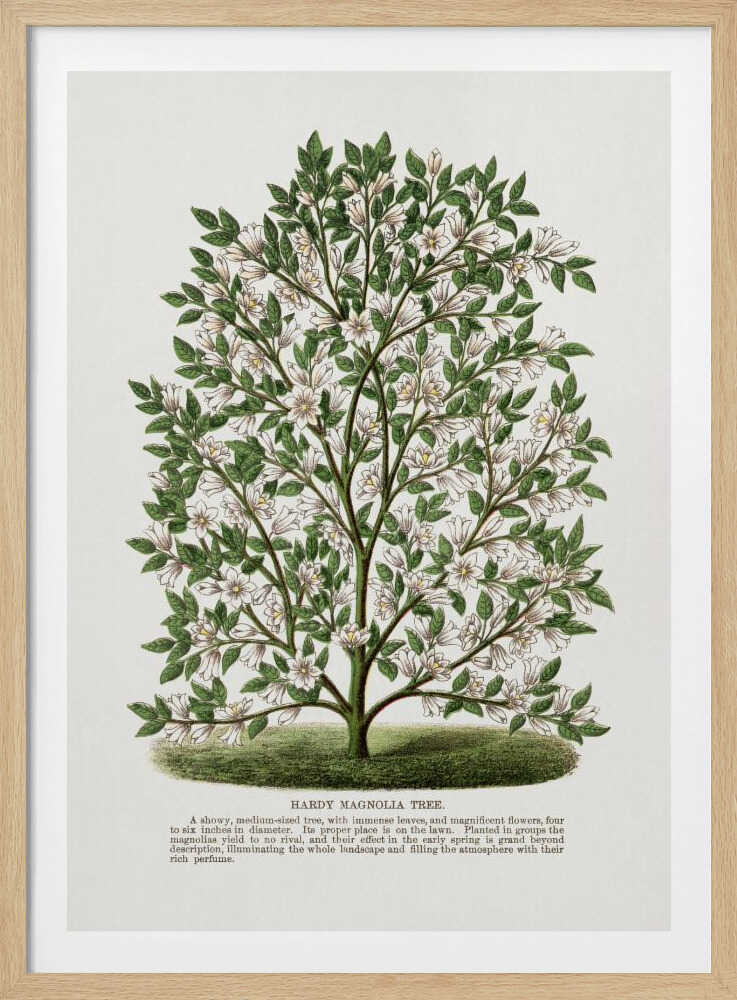 Lithografie eines winterharten Magnolienbaums | Poster