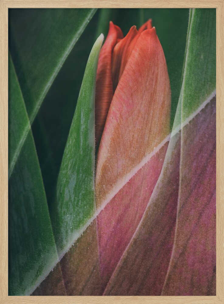 Tulipe | Affiche