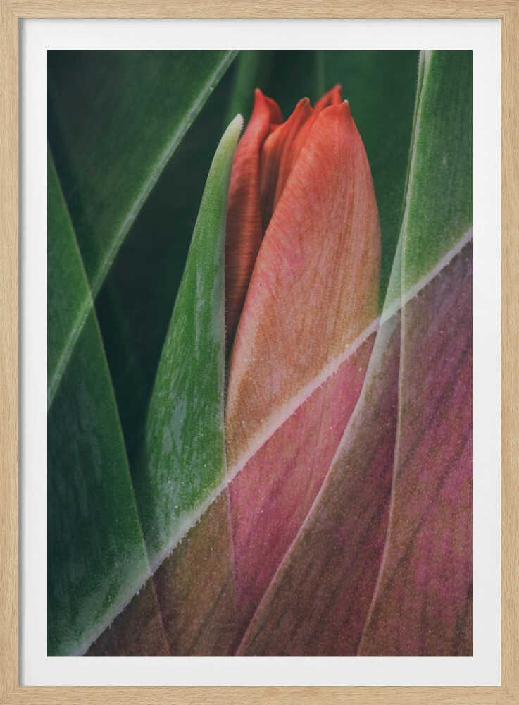 Tulipe | Affiche
