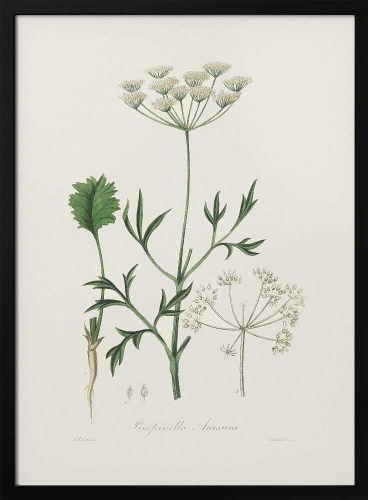 Anis (Pimpinella anisum) – Medizinische Botanik | Poster