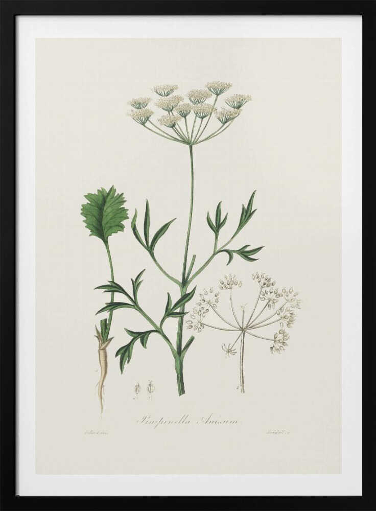 Anis (Pimpinella anisum) – Medizinische Botanik | Poster