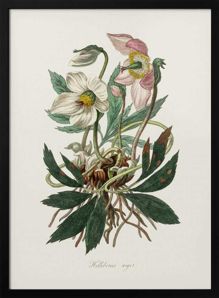Weihnachtsrose (Helleborus niger) – Medizinische Botanik | Poster
