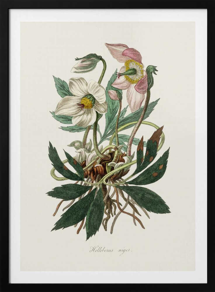 Weihnachtsrose (Helleborus niger) – Medizinische Botanik | Poster