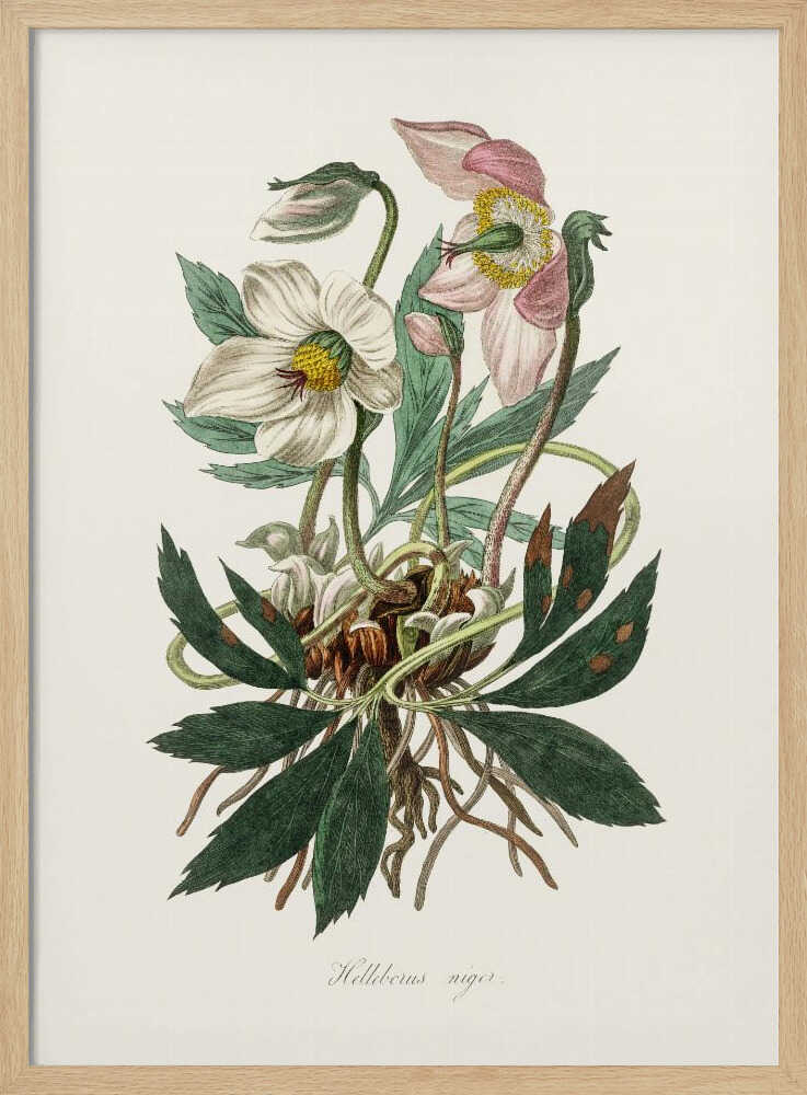 Weihnachtsrose (Helleborus niger) – Medizinische Botanik | Poster