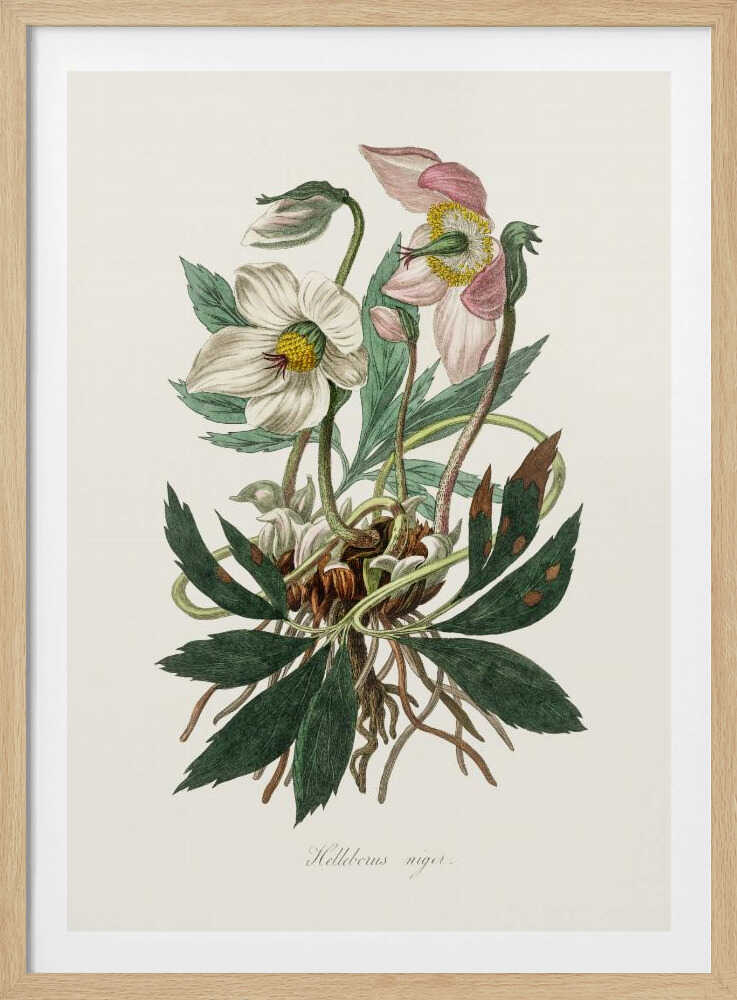 Weihnachtsrose (Helleborus niger) – Medizinische Botanik | Poster