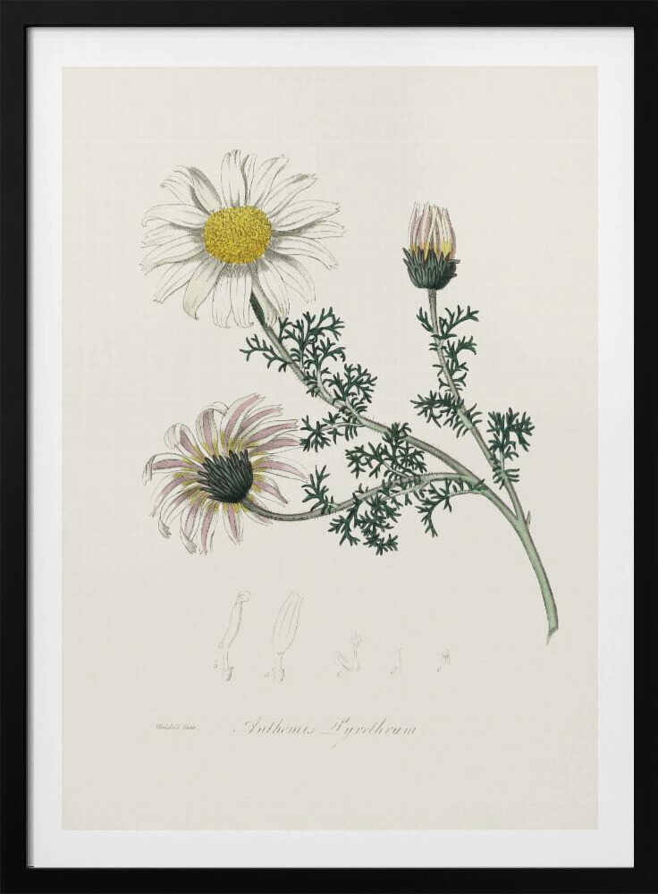 Mount Atlas Daisy (anthemis Pyrethrum) Medical Botany | Poster