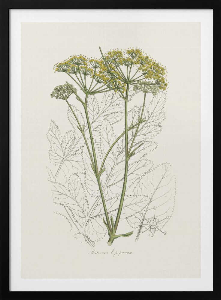 Opobalsam (Pastinaca Opopanax) Medizinische Botanik | Poster