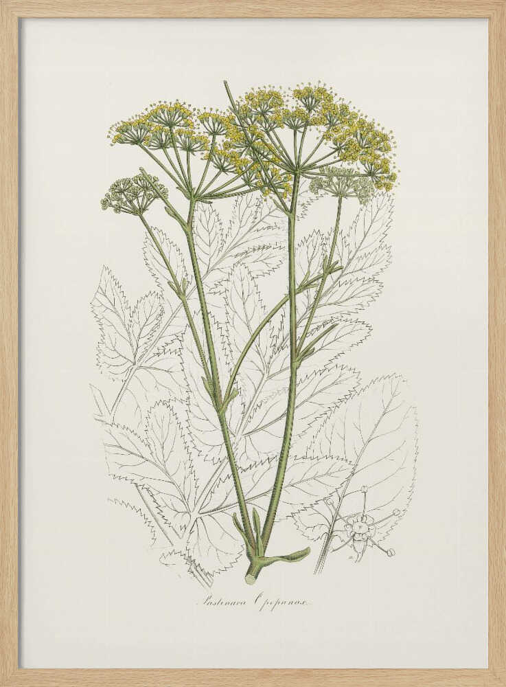Opobalsam (Pastinaca Opopanax) Medizinische Botanik | Poster