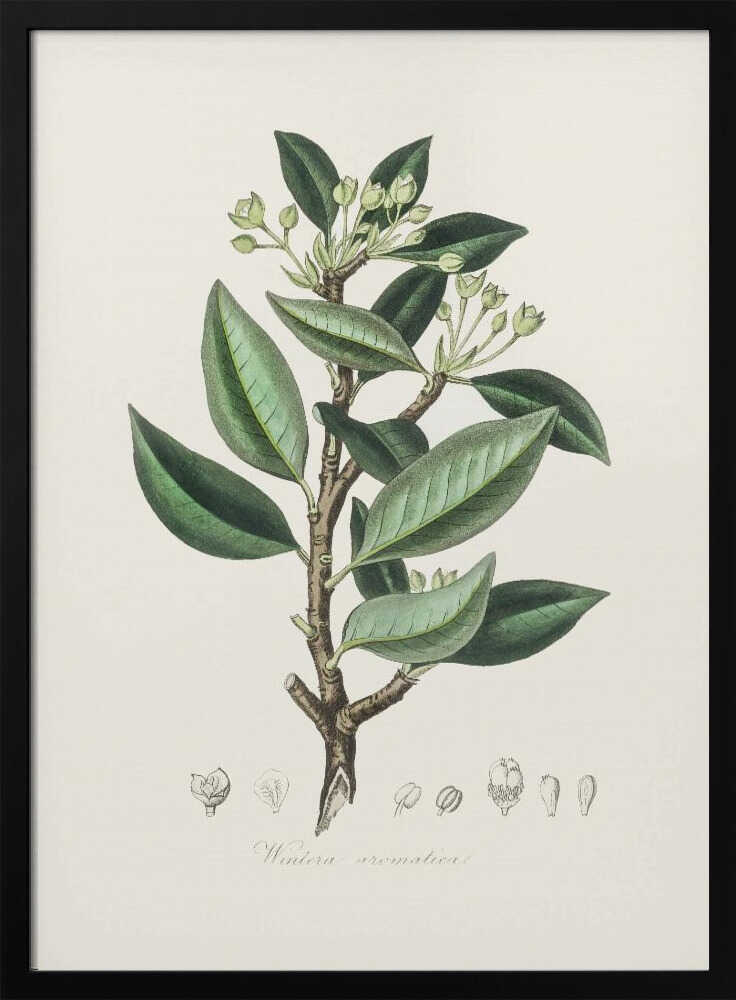 Wintera Aromatica Medizinische Botanik | Poster