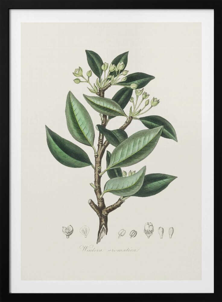 Wintera Aromatica Medizinische Botanik | Poster