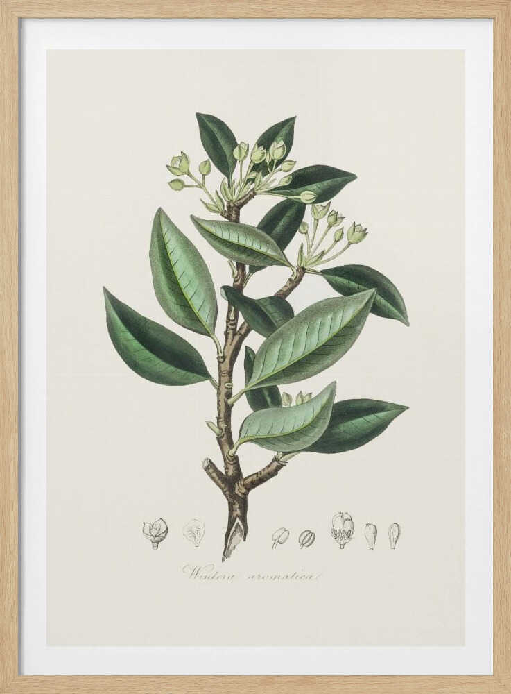 Wintera Aromatica Medizinische Botanik | Poster