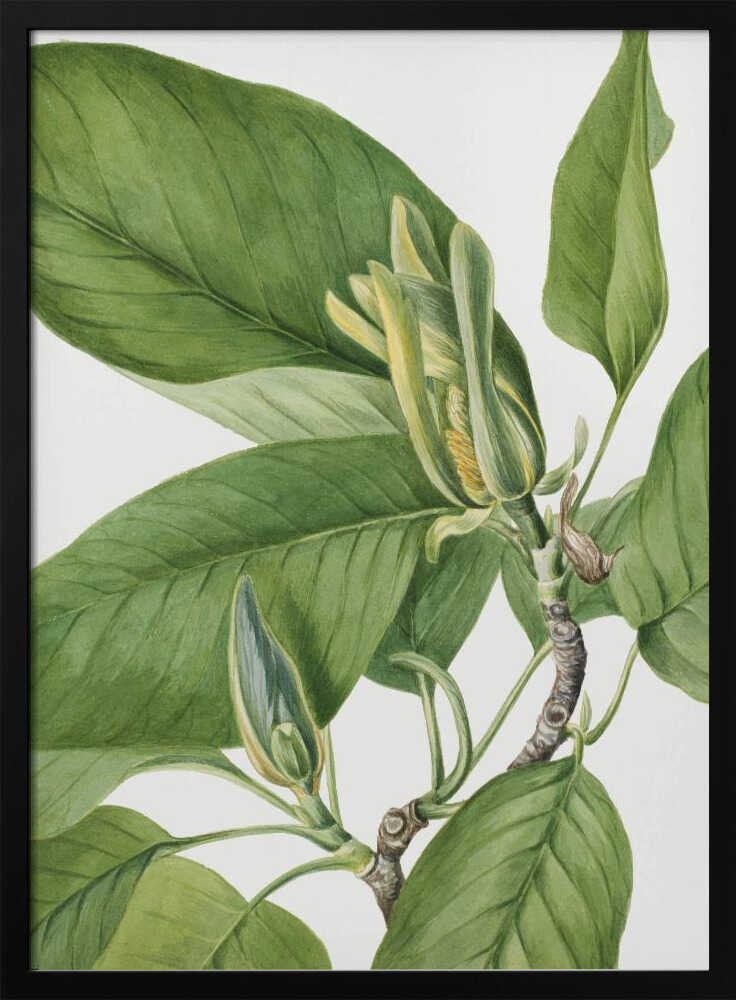 Gurkenbaum 1922 | Plakat