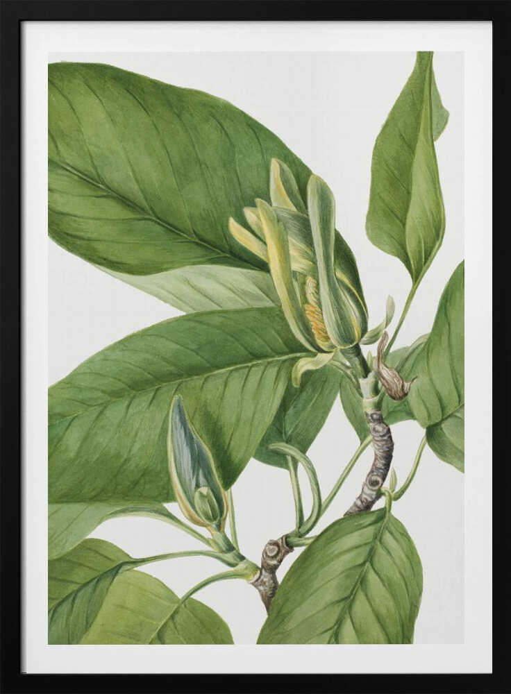 Gurkenbaum 1922 | Plakat