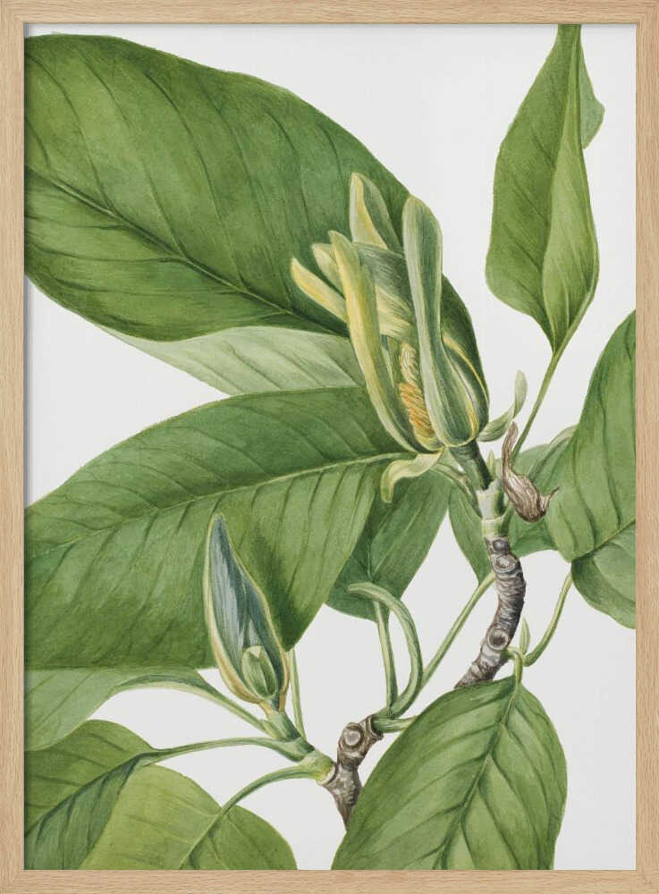 Gurkenbaum 1922 | Plakat