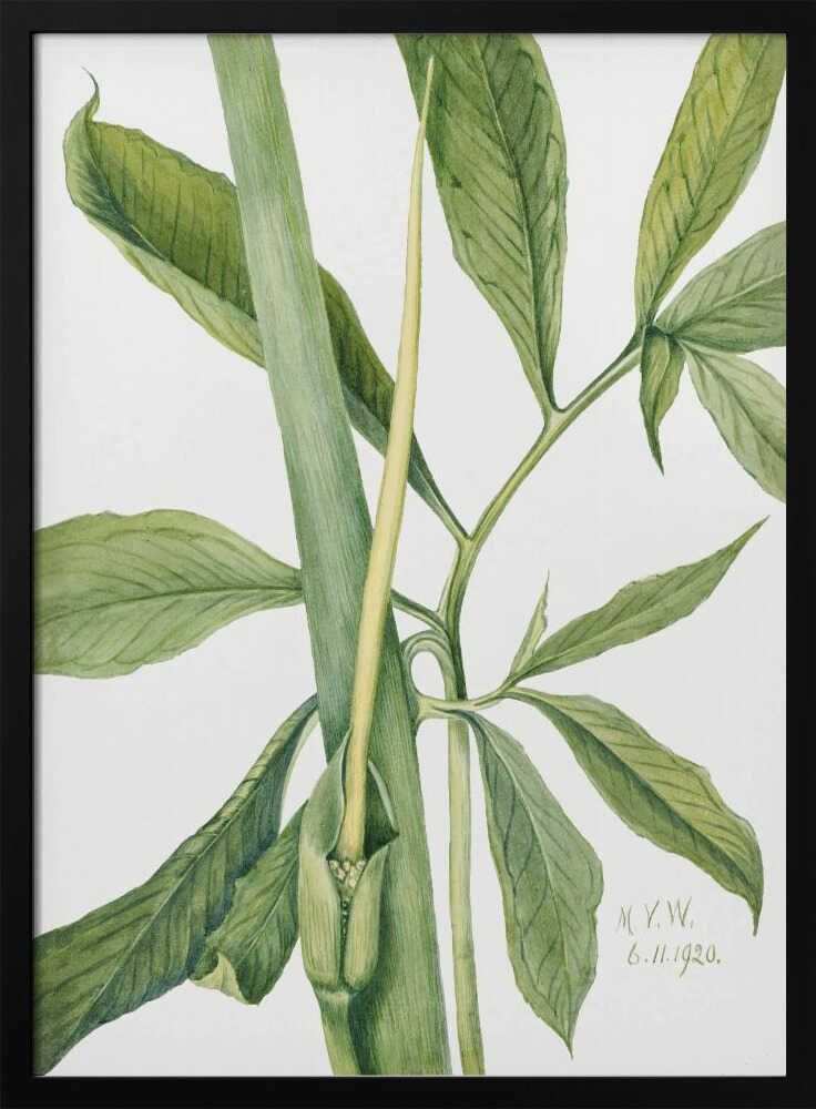 Greendragon (1920) | Poster