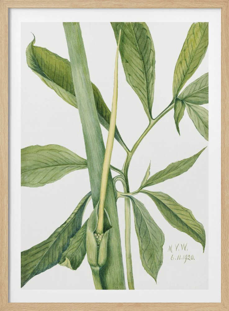 Greendragon (1920) | Poster