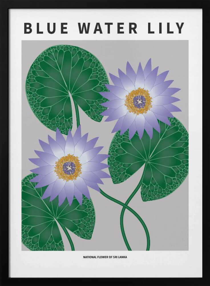 Nénuphar bleu - Fleur nationale du Sri Lanka | Affiche