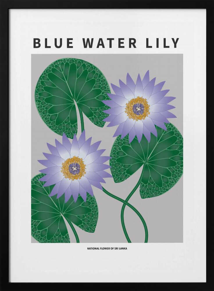 Nénuphar bleu - Fleur nationale du Sri Lanka | Affiche