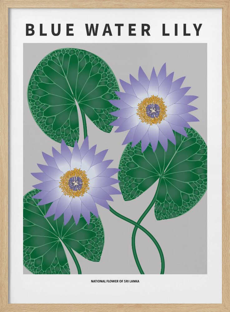 Nénuphar bleu - Fleur nationale du Sri Lanka | Affiche