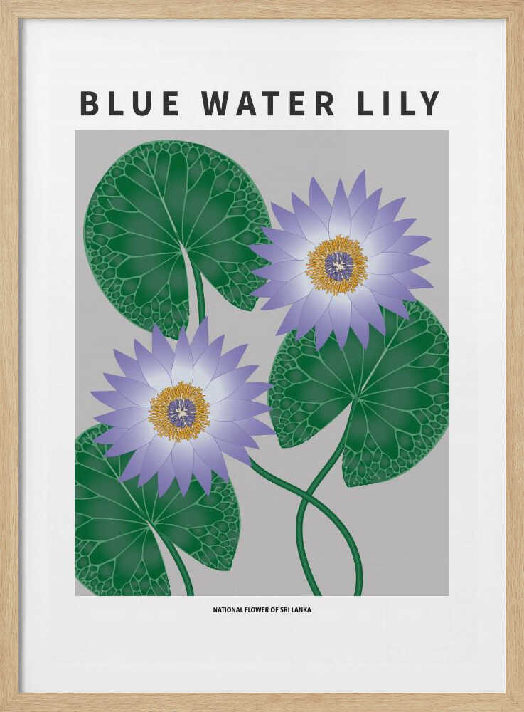 Nénuphar bleu - Fleur nationale du Sri Lanka | Affiche