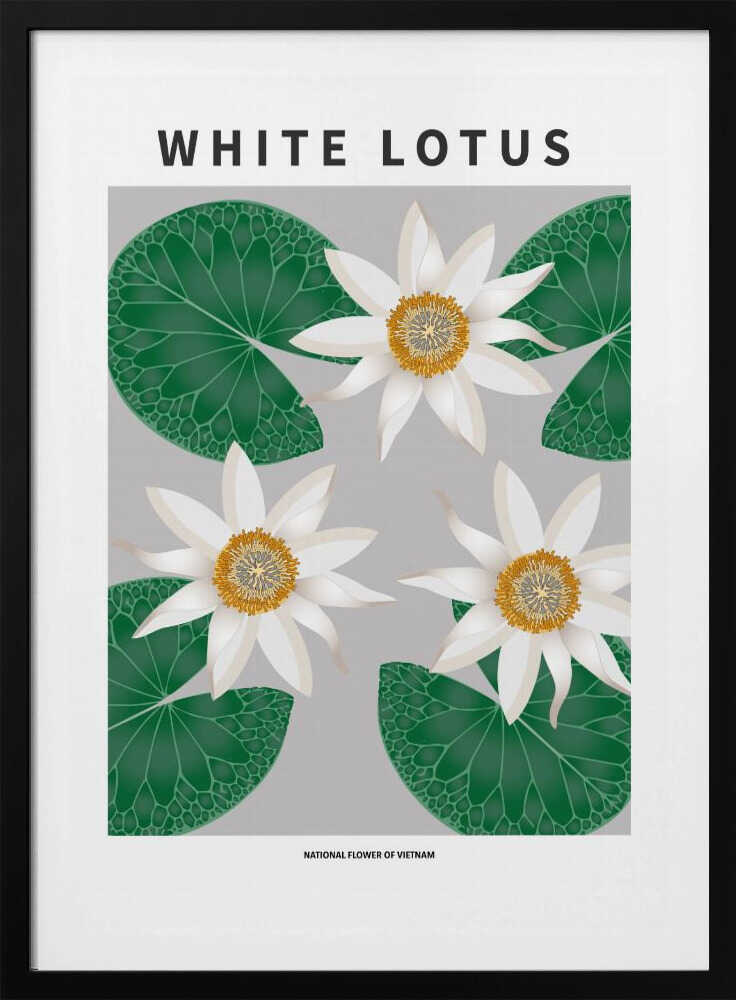 Lotus blanc - Fleur nationale du Vietnam | Affiche