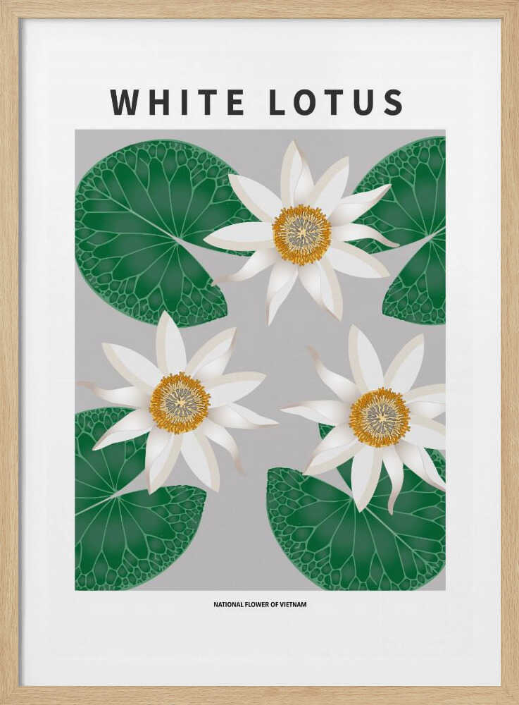 Lotus blanc - Fleur nationale du Vietnam | Affiche