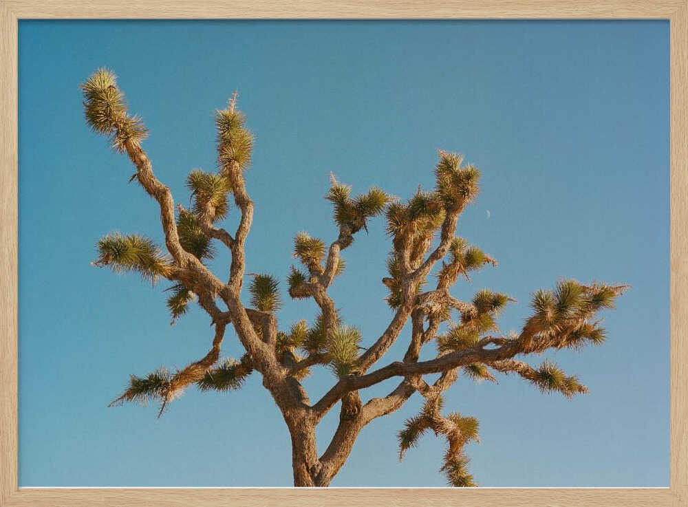 Joshua Tree Moon III | Affiche