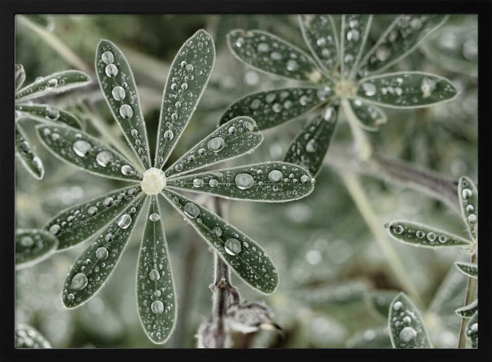 Blue Lupine #2 | Poster