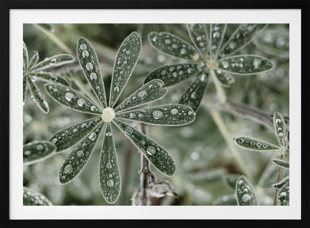 Blue Lupine #2 | Poster