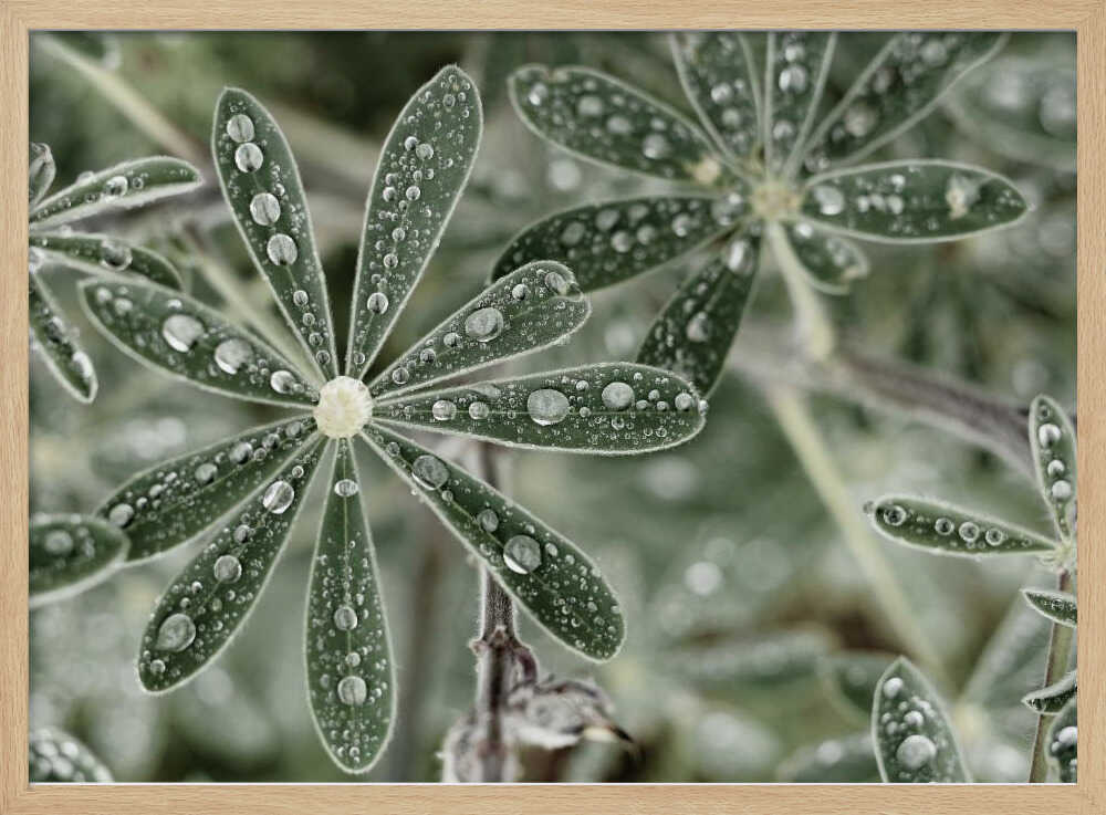 Blue Lupine #2 | Poster