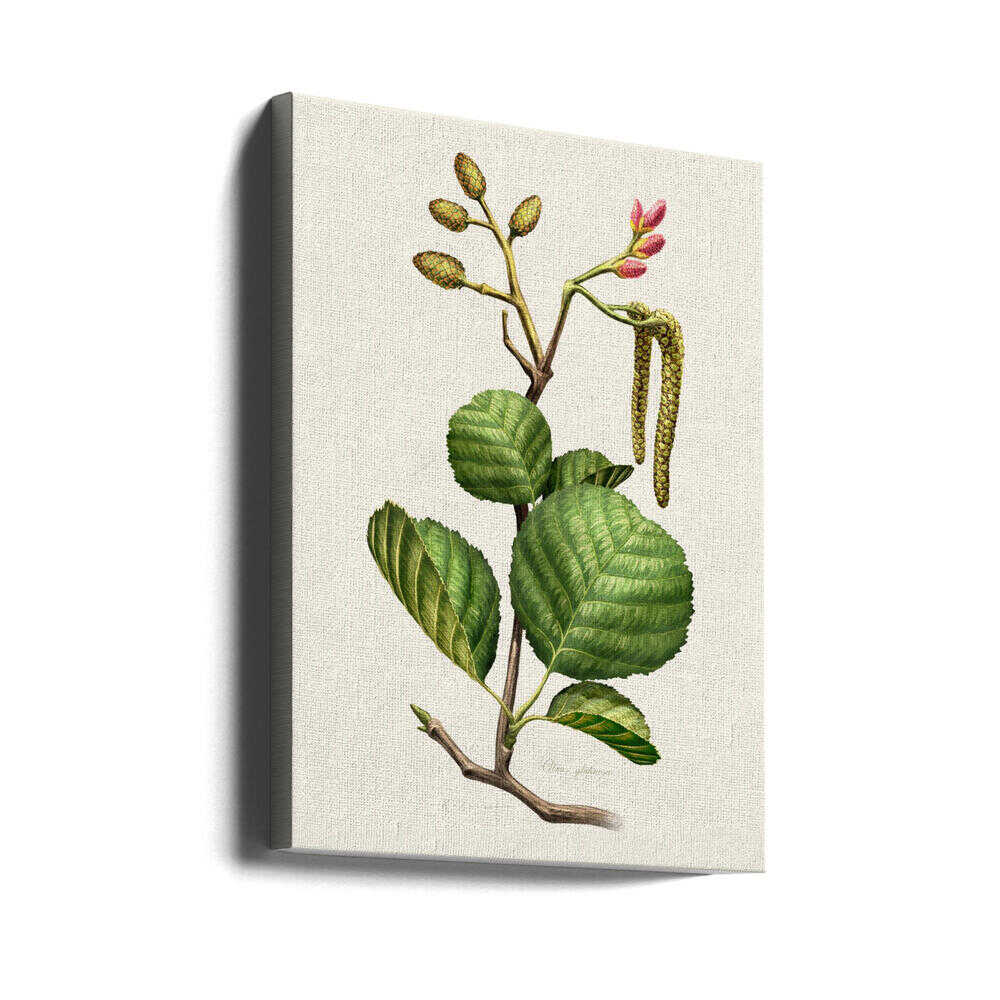 Alnus Glutinosa | Canvas