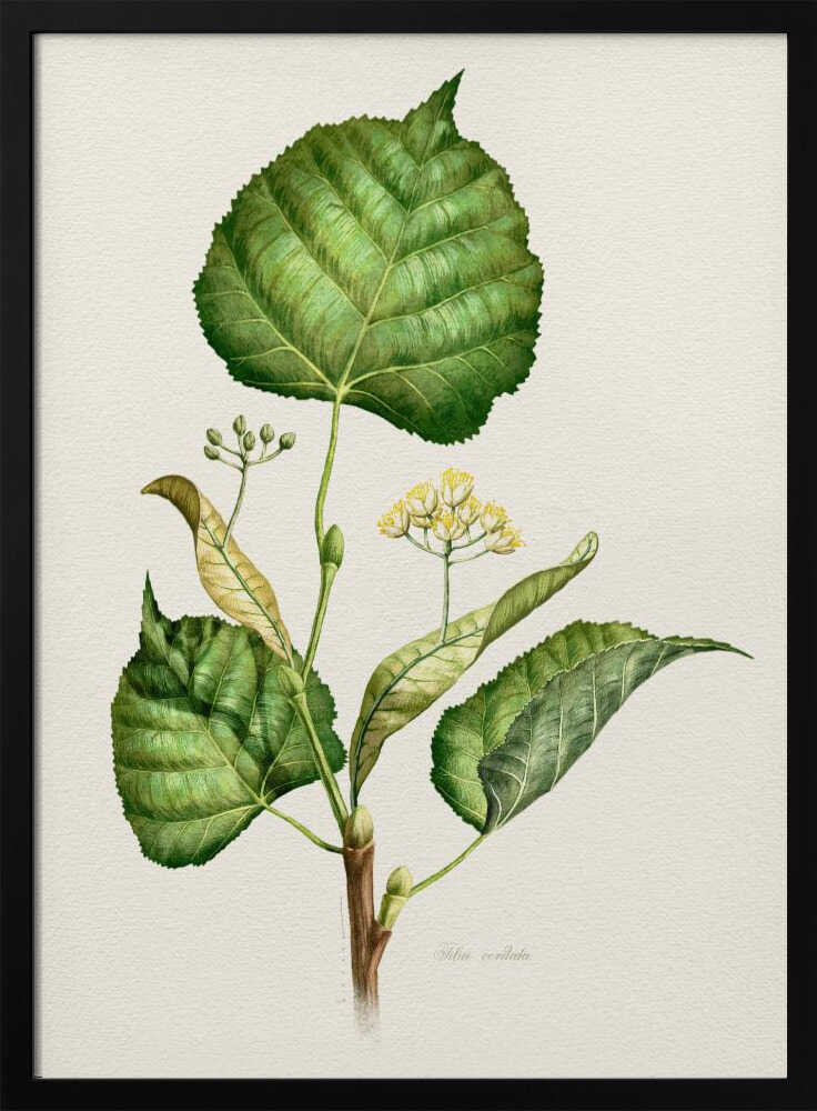Tilia Cordata | Poster