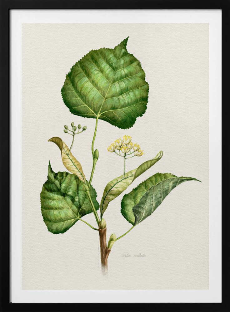 Tilia Cordata | Poster