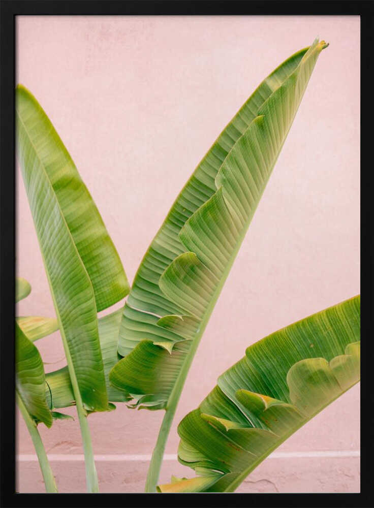 Mérida Vert sur Rose | Affiche