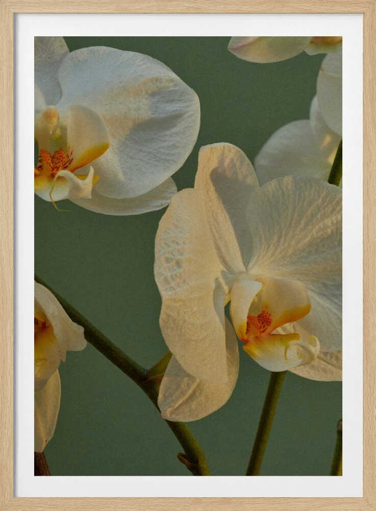 Orchid Reverie | Poster