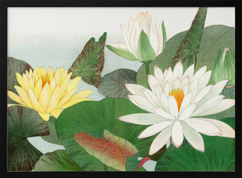 Nymphaea Lotus No.2 | Poster