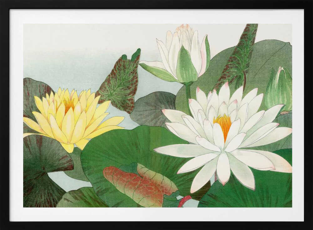 Nymphaea Lotus No.2 | Poster