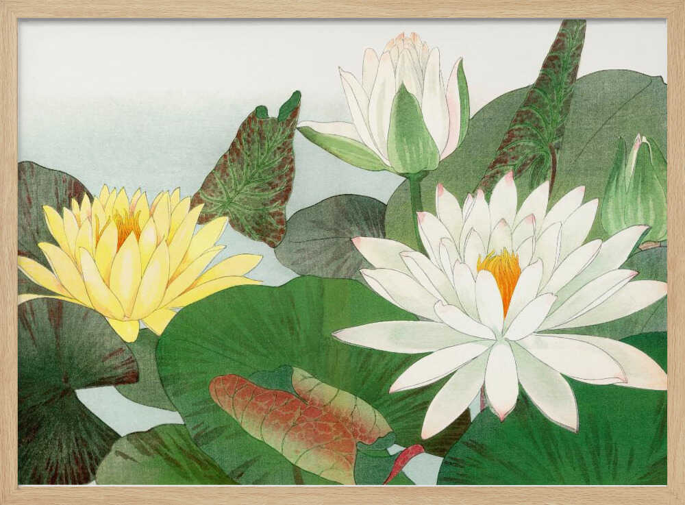 Nymphaea Lotus No.2 | Poster