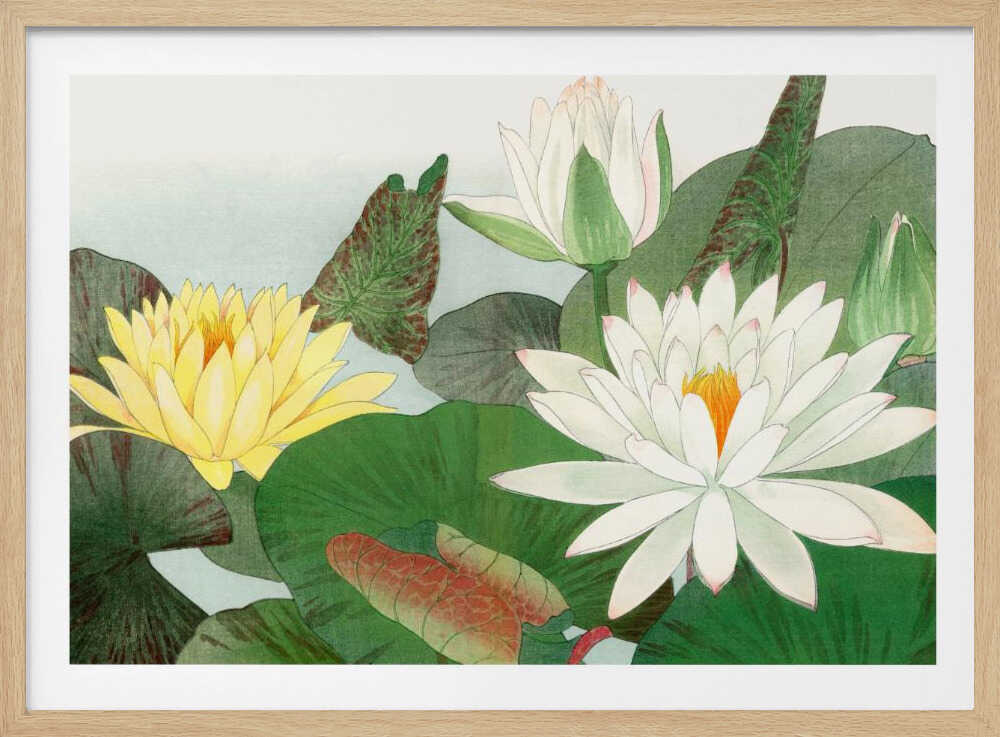 Nymphaea Lotus No.2 | Poster