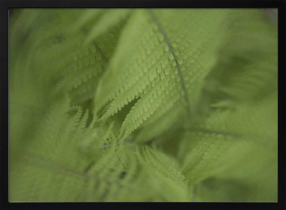 Forest Fern | Poster