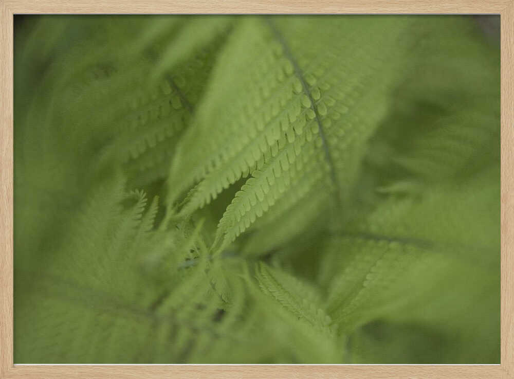 Forest Fern | Poster