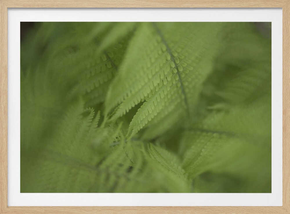 Forest Fern | Poster