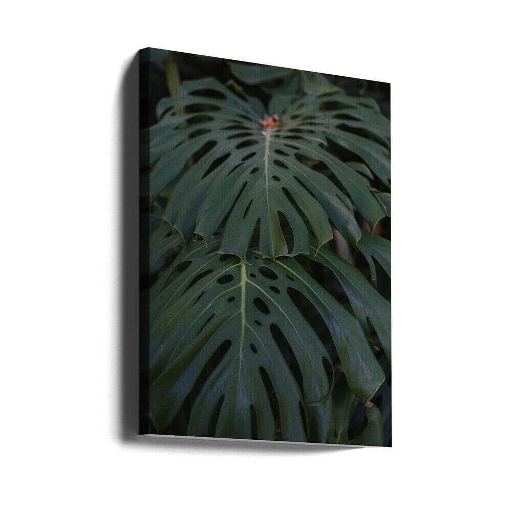 Monstera | Leinwand