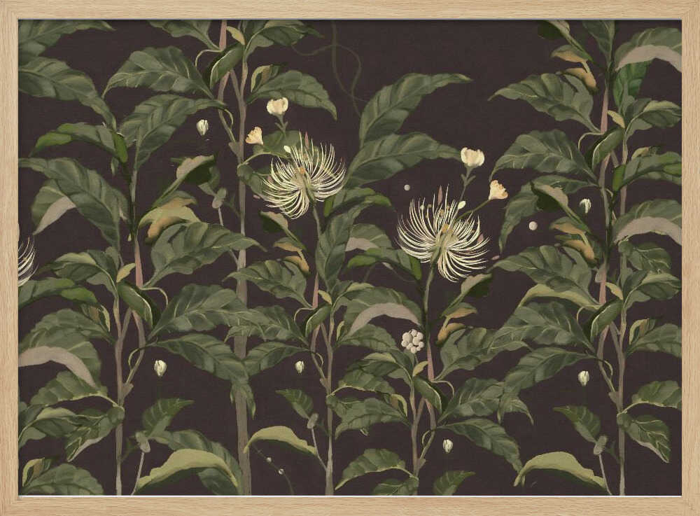 Sivera Midnight | Poster