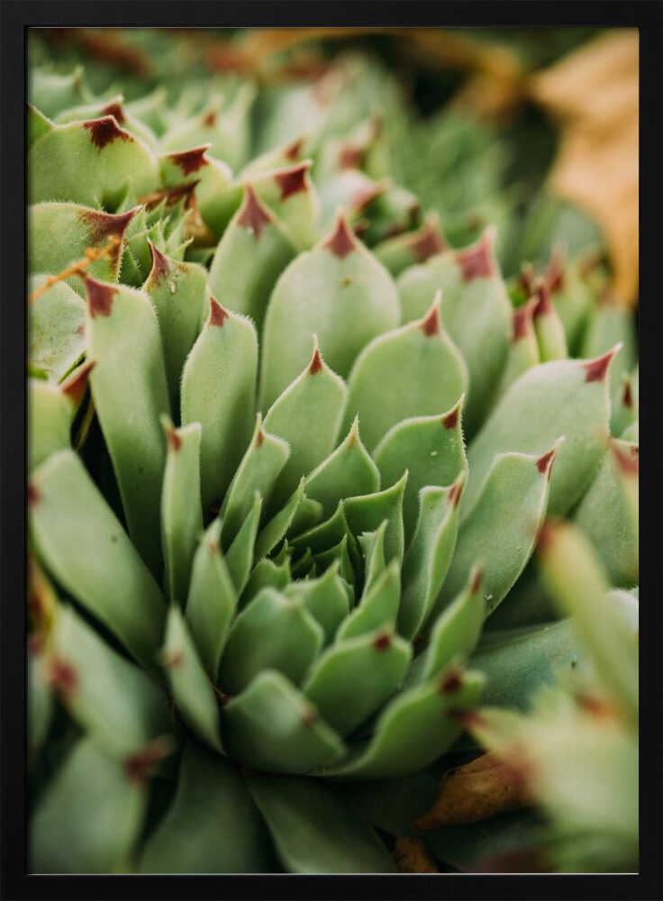 Verticille succulent | Affiche