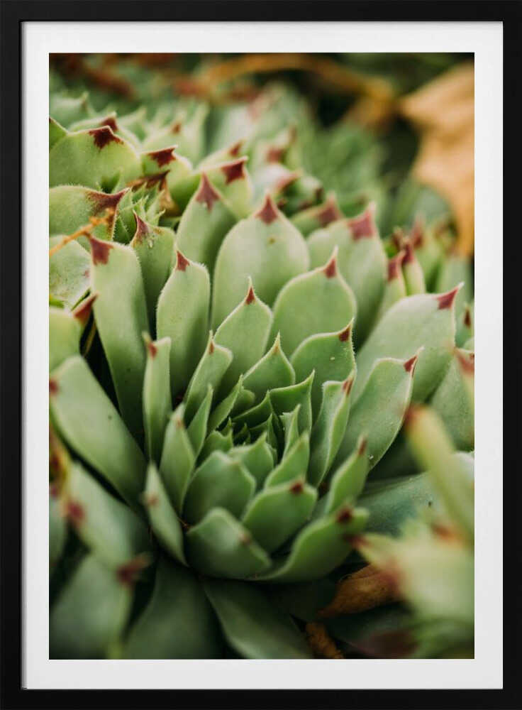 Verticille succulent | Affiche