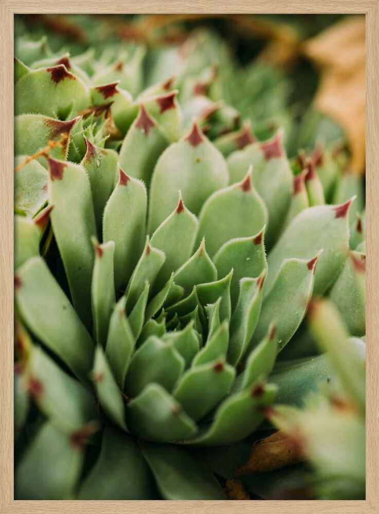 Verticille succulent | Affiche