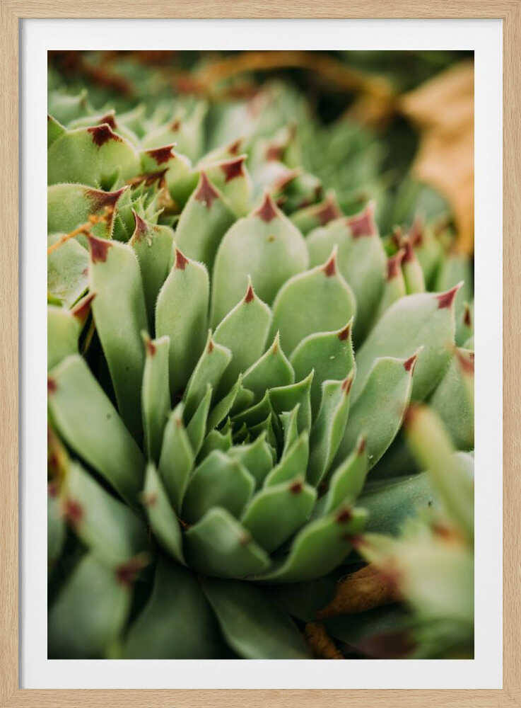 Verticille succulent | Affiche