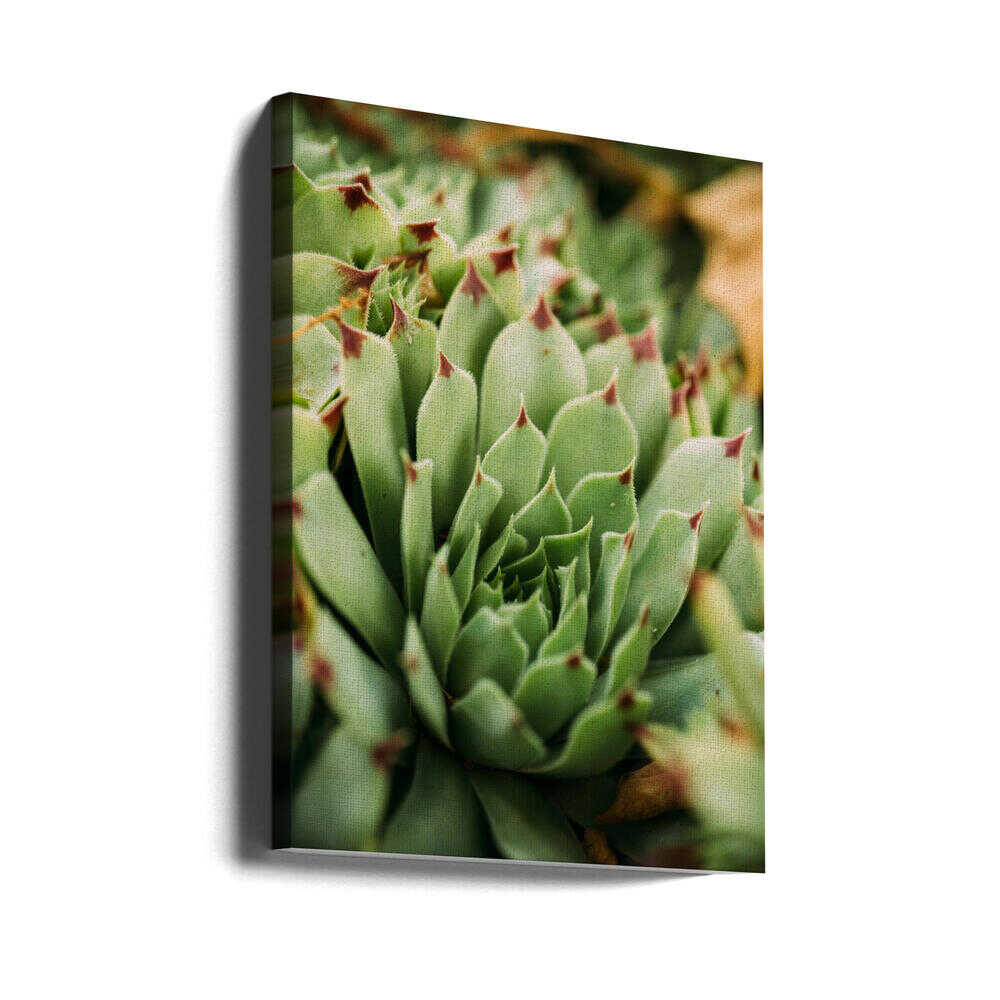 Sukkulentenwirbel | Leinwand