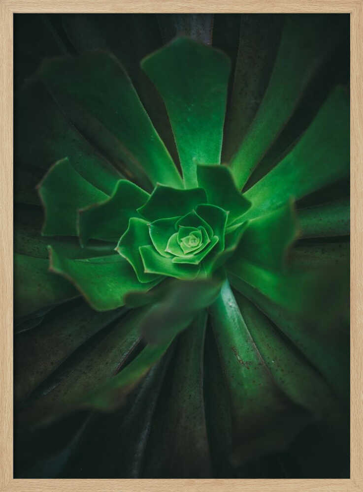 Green Spiral Bloom | Poster